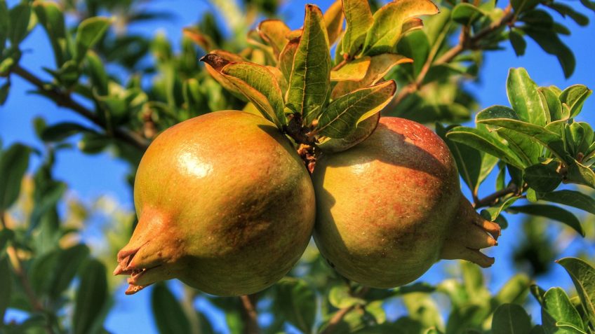pomegranate