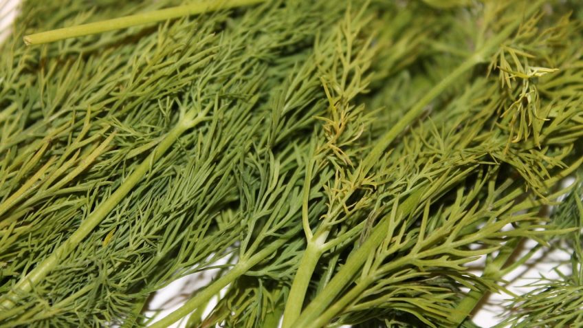 dill