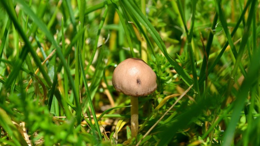 mushroom stew