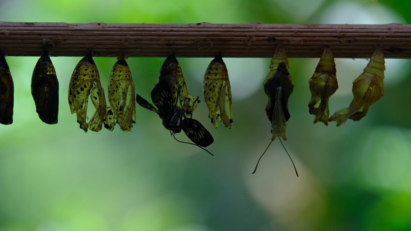 garnitura de orez pentru fripturi