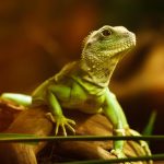 cum se curata fructul dragonului