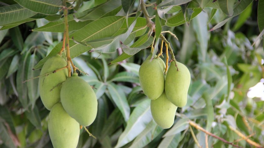 cum se curata mango